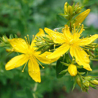 Tribulus Terrestris