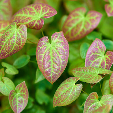 Horny Goat Weed