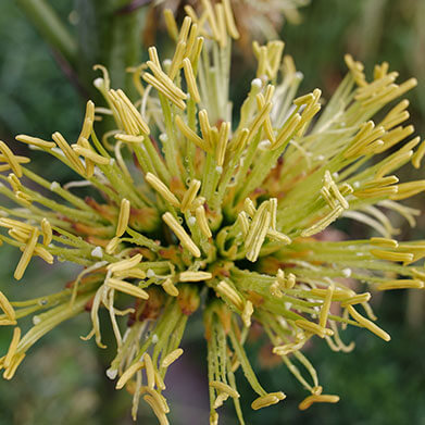 Astragalus